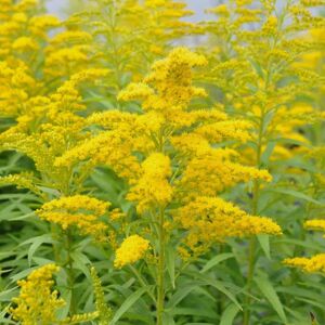 Solidago 'Goldkind' ---